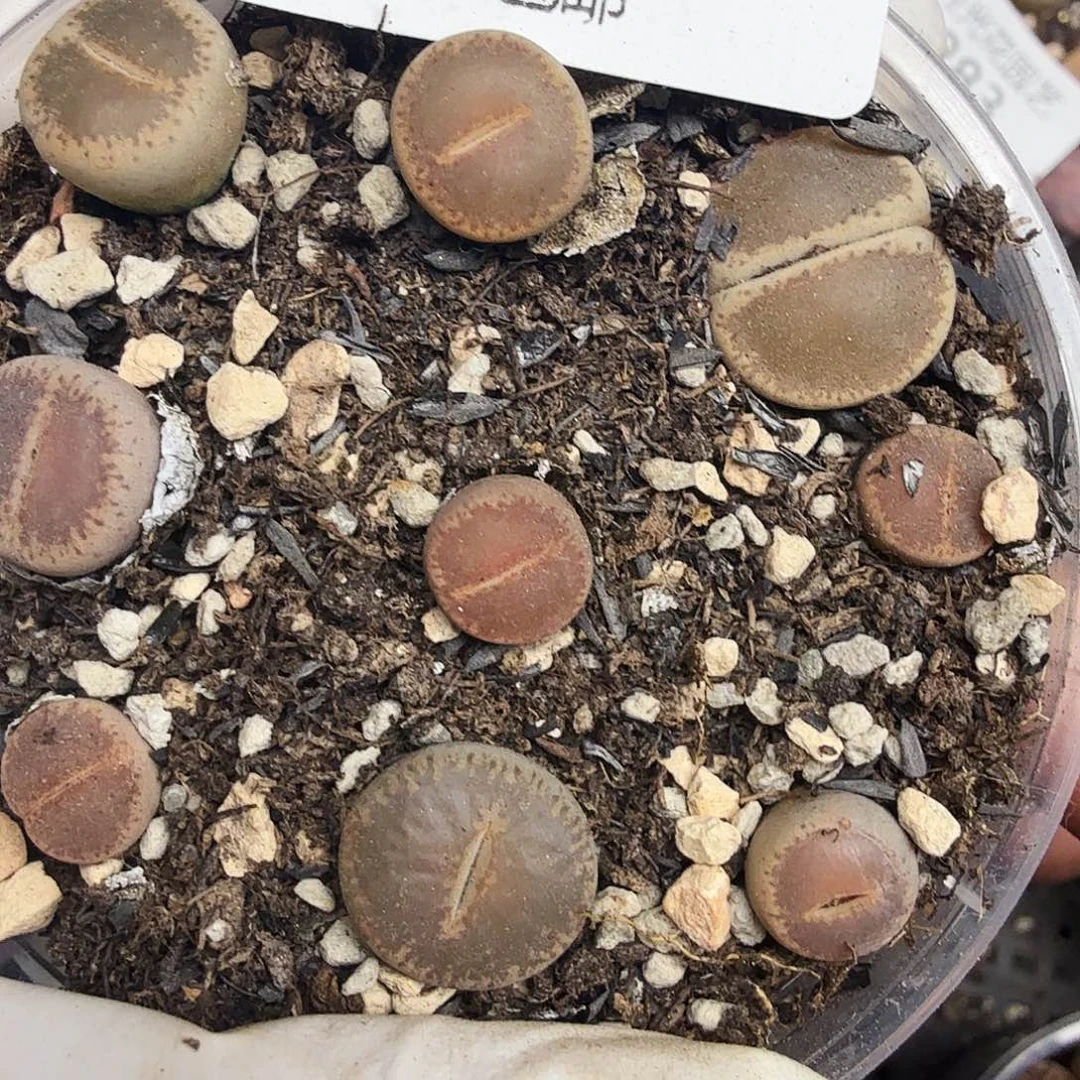 哈哈笑不了啊救命我草295是