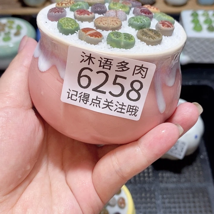 带盆土发货 精美盆栽6258