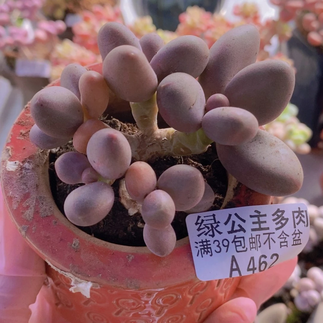糖果美人8cm462多肉植物