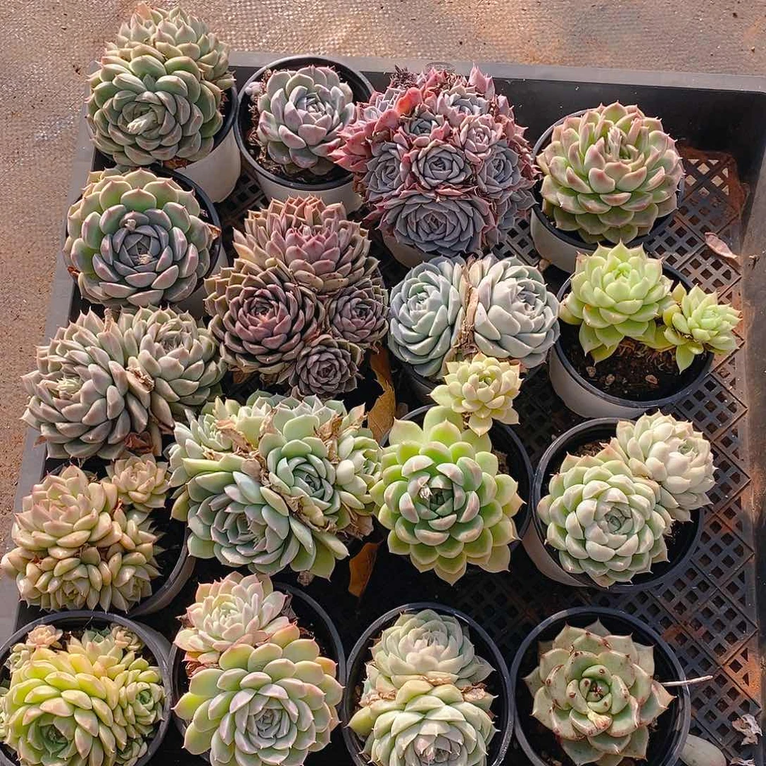 【闪购商品】云260