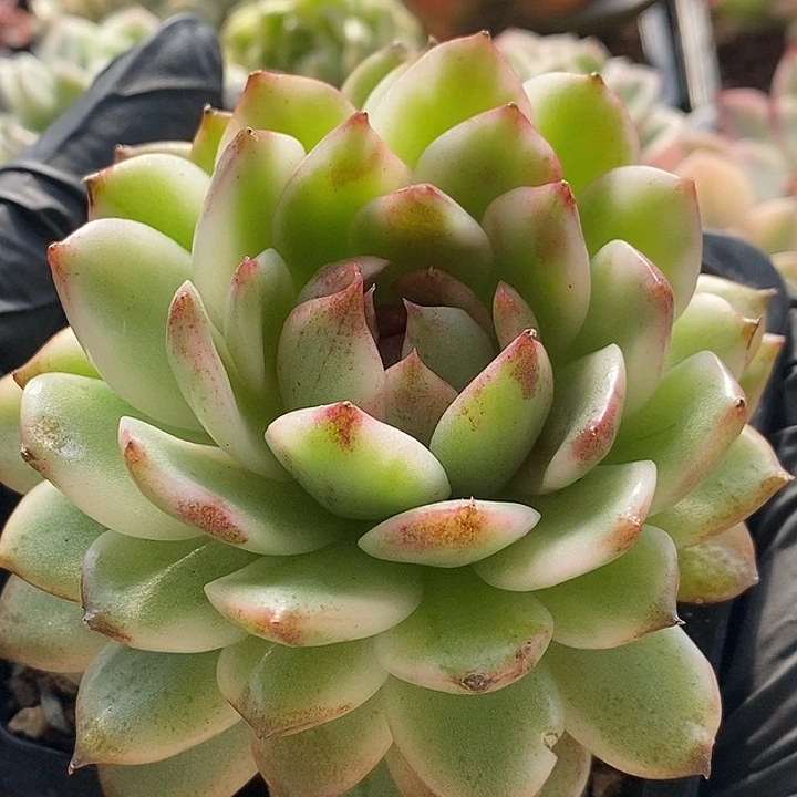 黑水晶锦大单头多肉植物