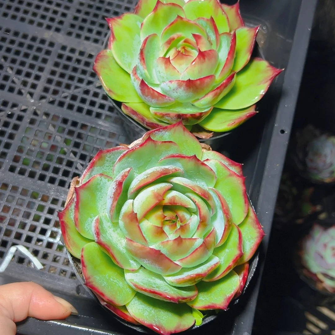 惊鸿仙子两颗2624号