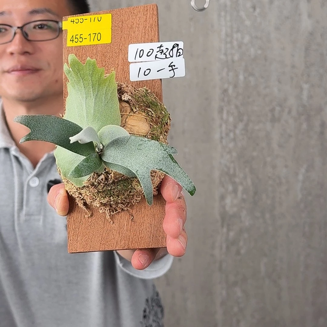 无花朵绿植绿植绿植绿植绿植