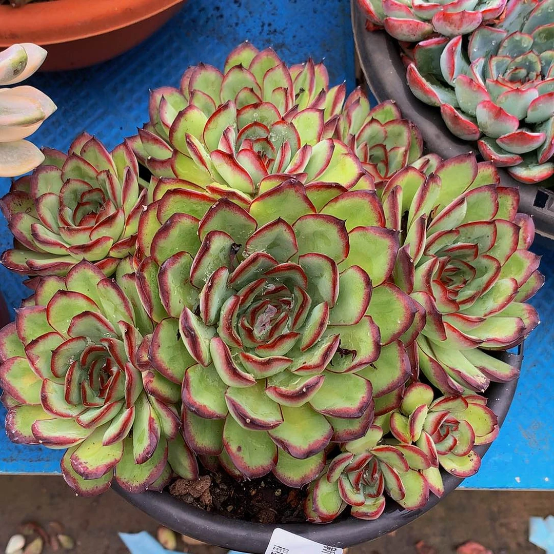 唯***一肉酱03027多肉多肉