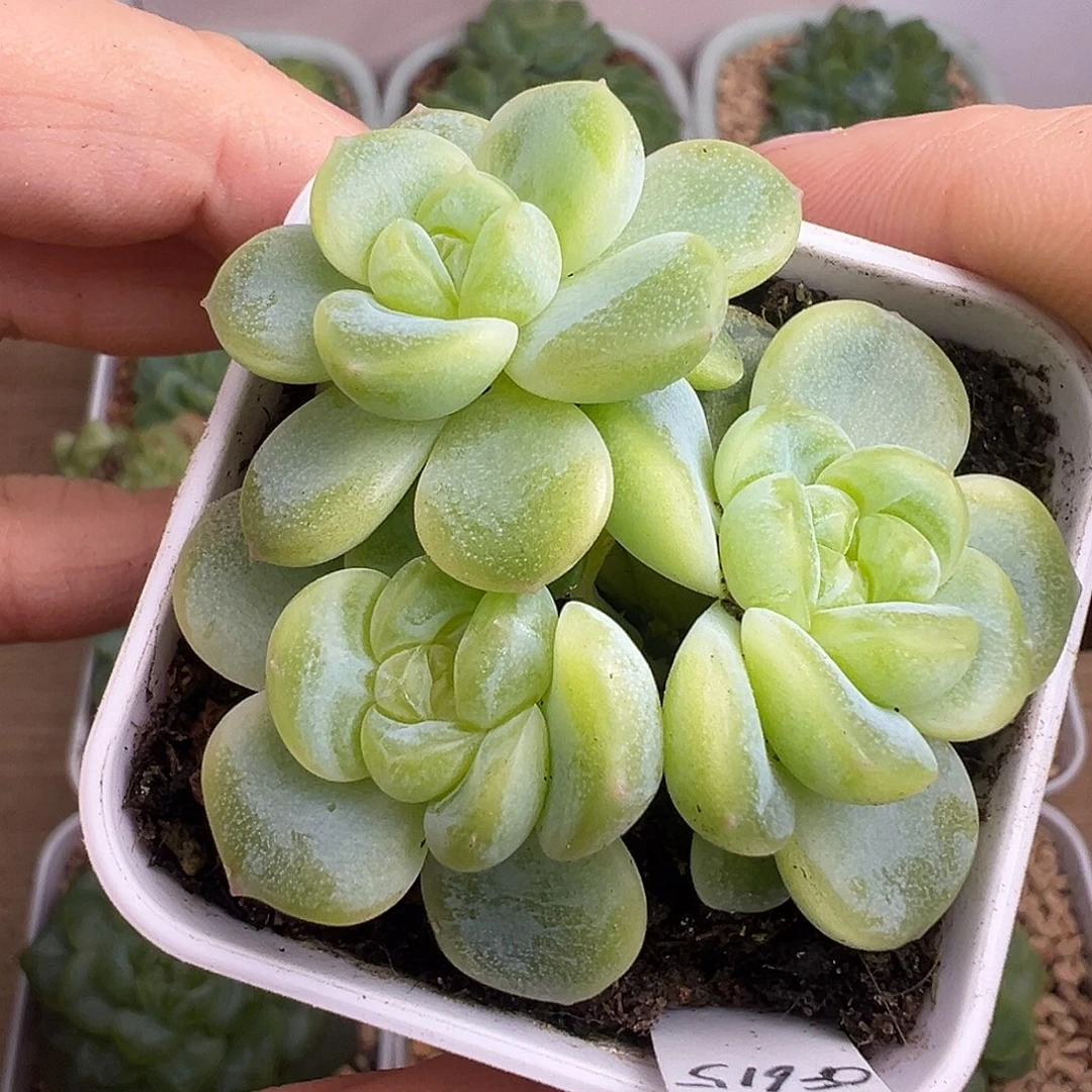 三头财富密码615。