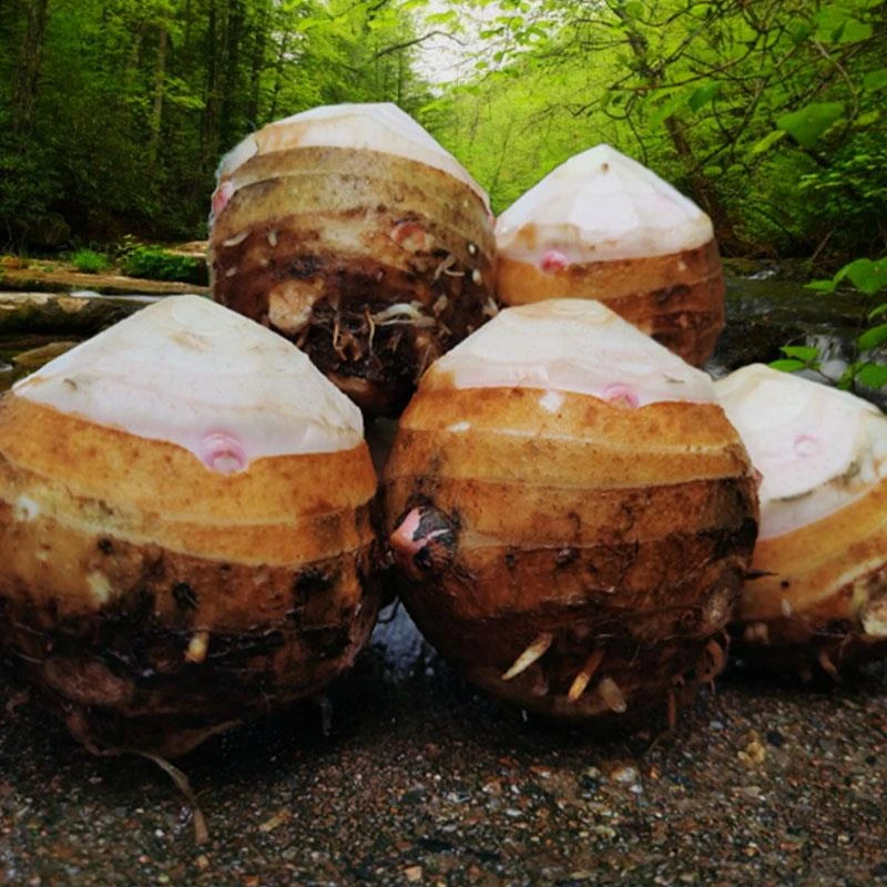 江西红芽芋母新鲜蔬菜农家自现挖大芋母香脆芋头大芋头毛芋头炒丝