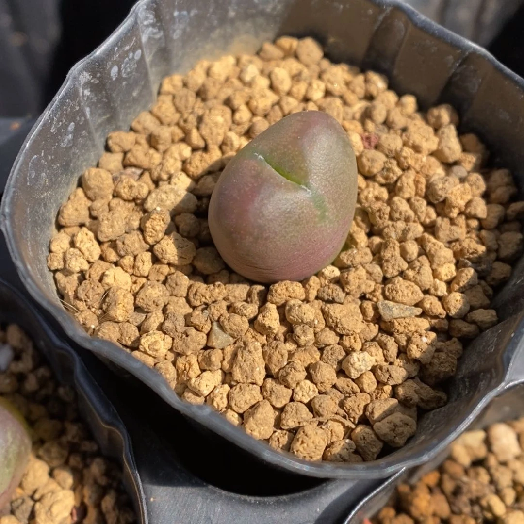 多肉植物肉锥杂交K-3382 吕将 福利