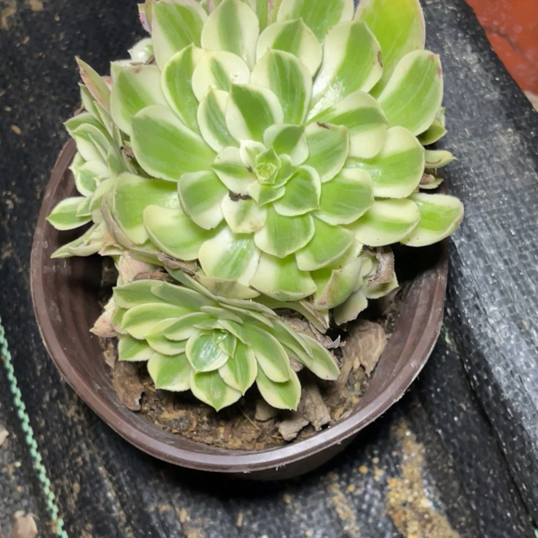 法师锦多肉荔枝1颗