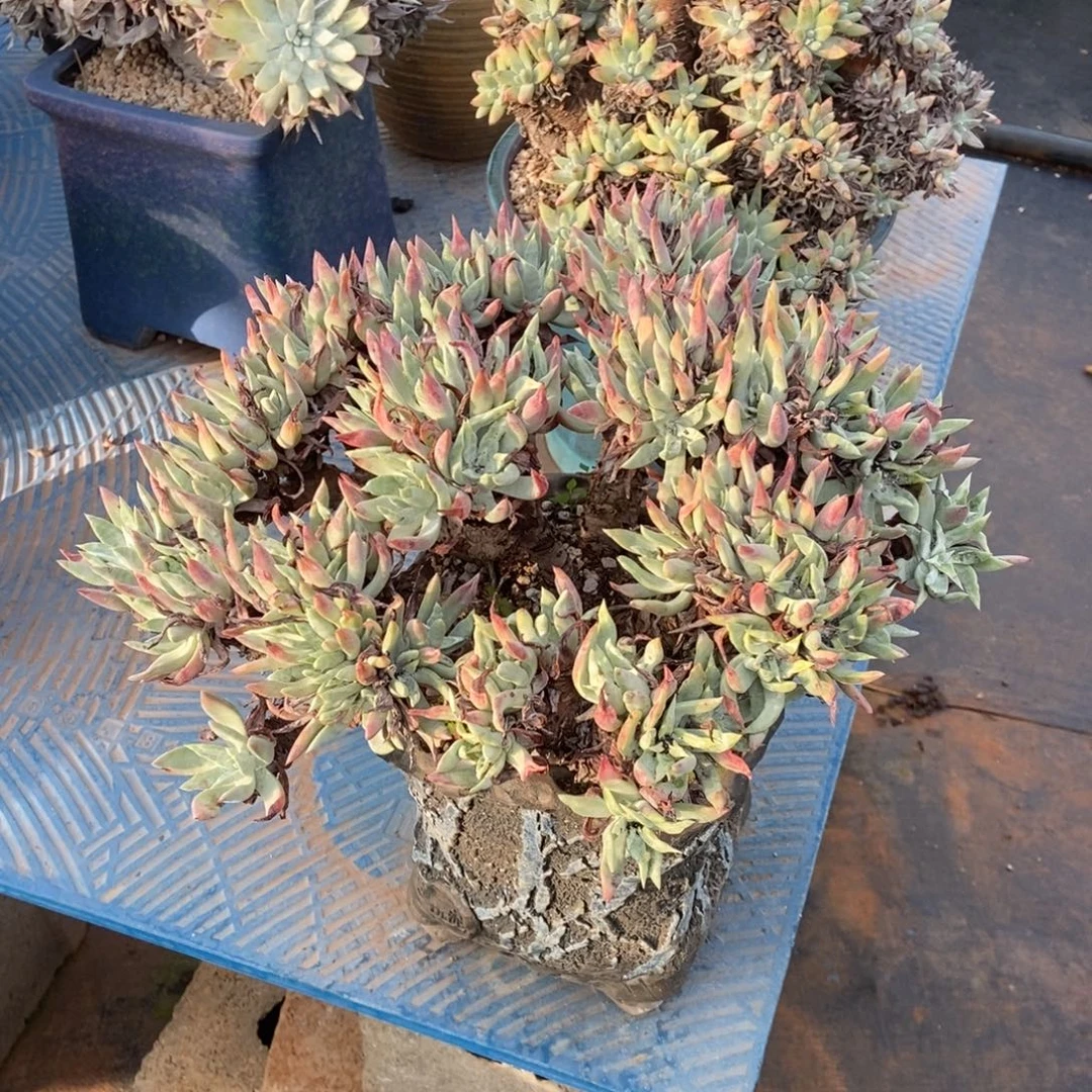福利多肉植物啦啦啦