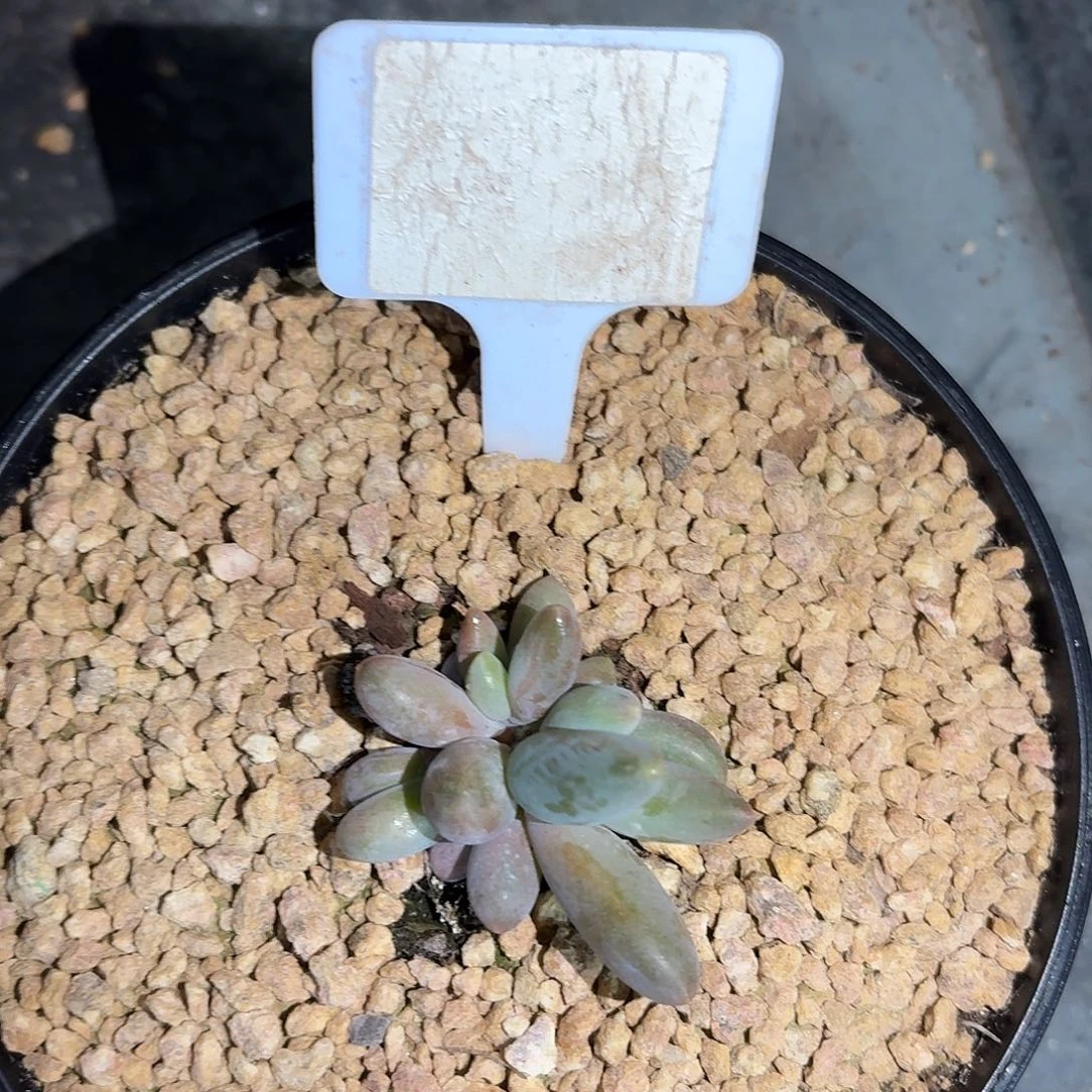 烟画7777777777777777