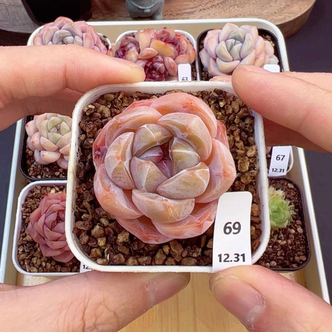 好好看69、哈哈哈哈