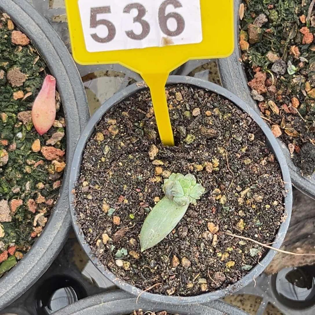 上****?多肉植物千手536
