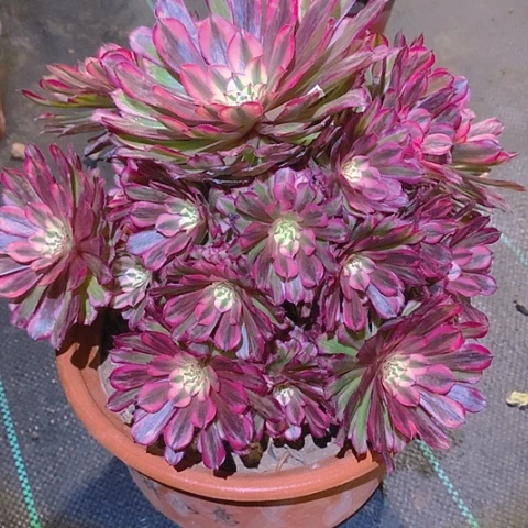 929铜壶超白多肉植物