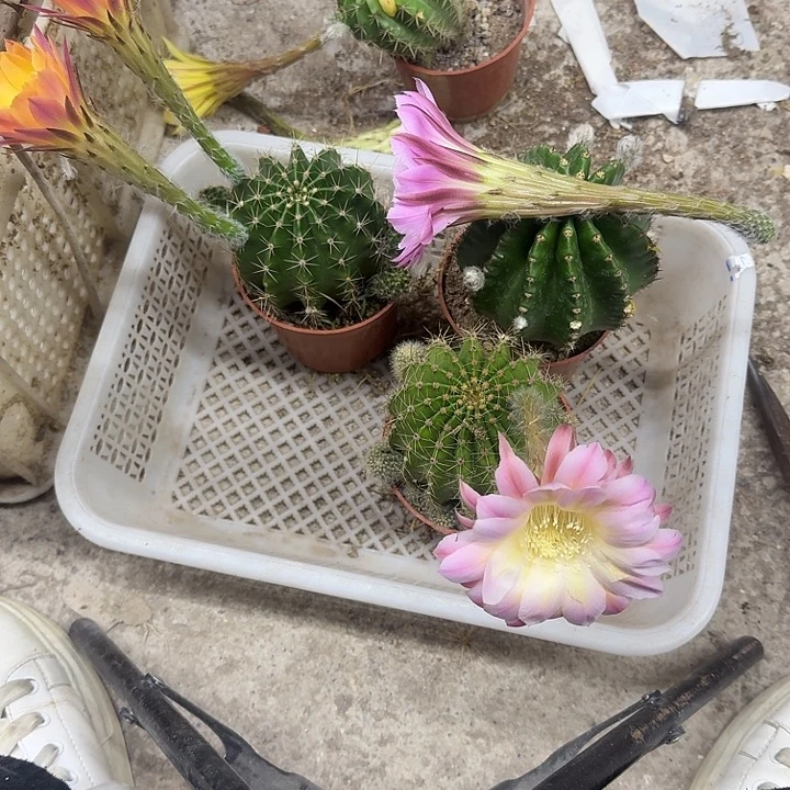 旺***星无花朵彩草哈哈哈哈哈哈哈哈