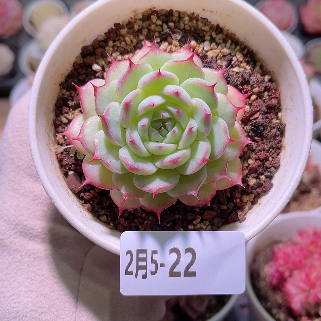 花利美5-22海王单头