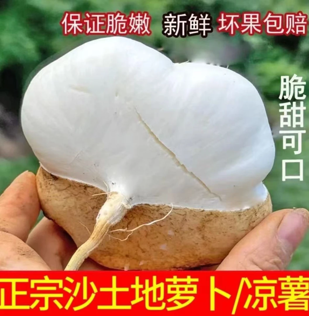 【贵州地萝卜】黄泥沙地种植地萝卜新鲜现挖凉薯脆甜多汁当季水果