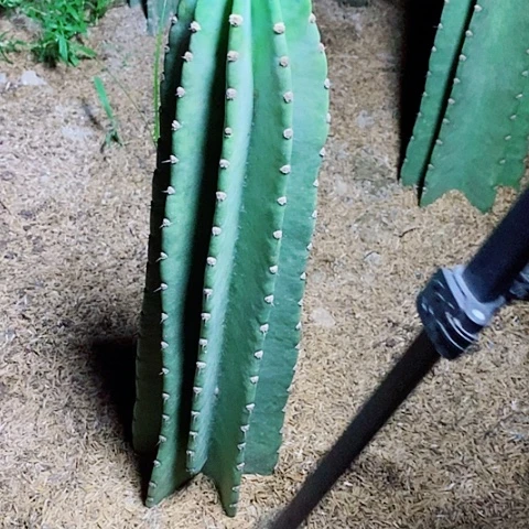50公分左右脱土发货8凌量天尺
