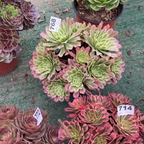 生****768绿仙魔朵朵多肉，