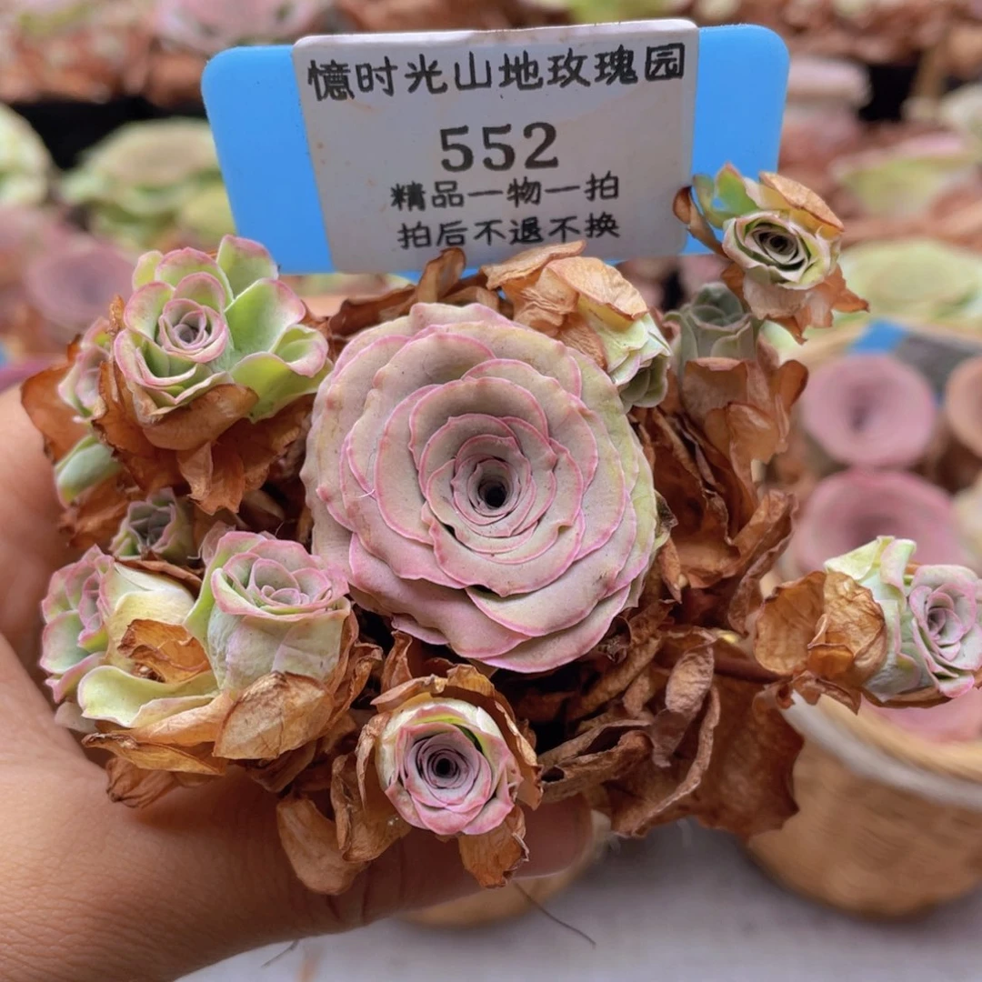 山地玫瑰552断枝不包损不售后