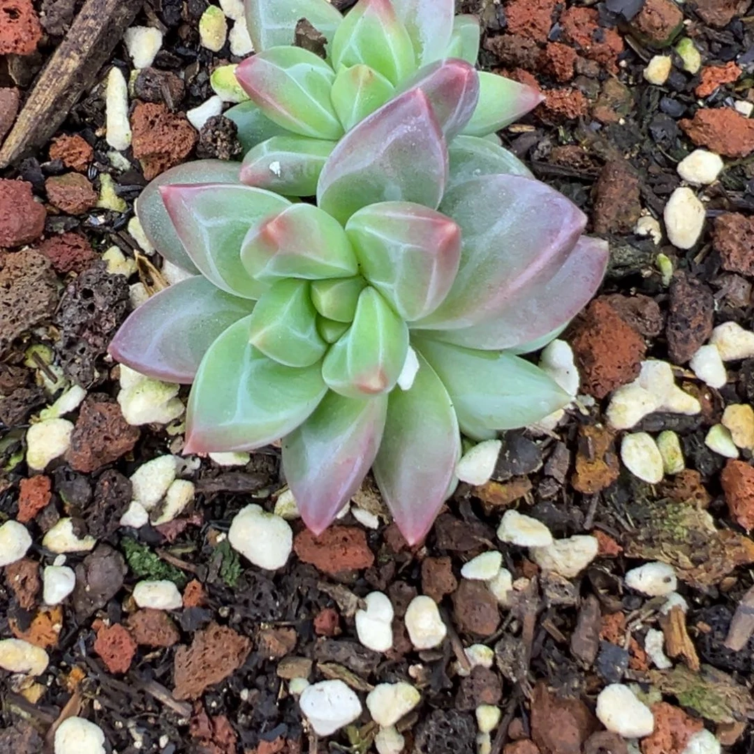 *****22222222222222233