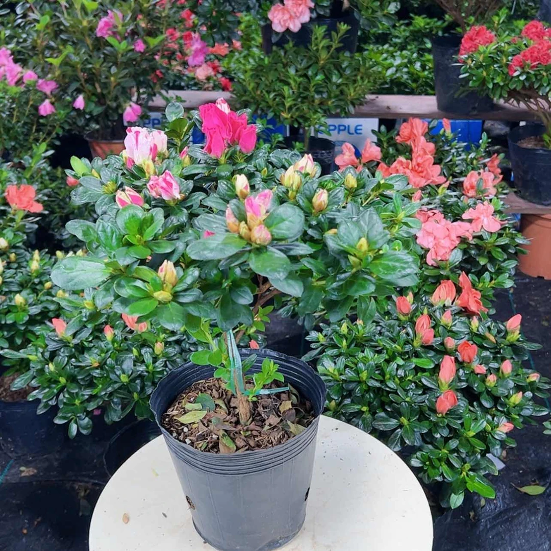 【闪购商品】大部分花苞少量开放五宝喷砂