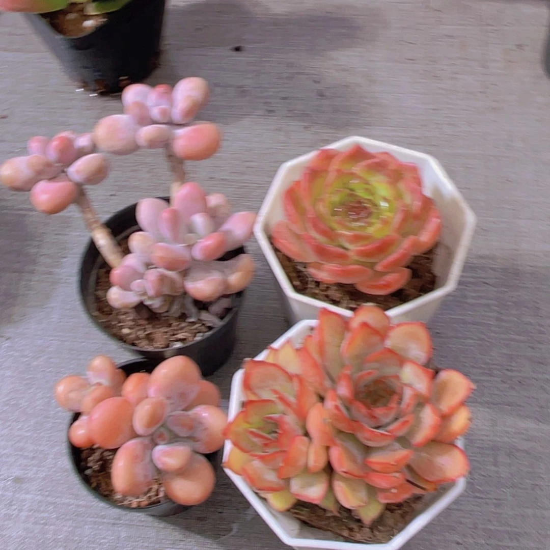桃蛋。洛神。菲娜娜。粉恋