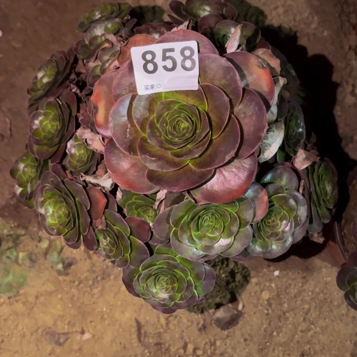 858魅金多肉植物不售后
