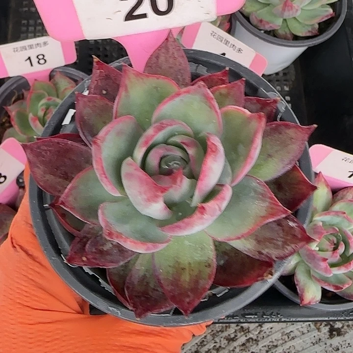 20 惊鸿仙子多肉植物6-9cm