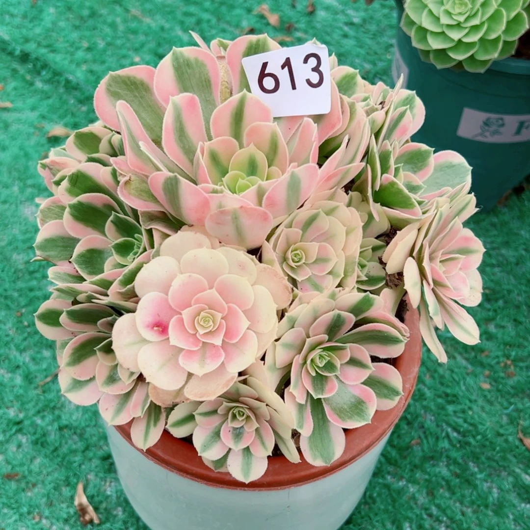 613粉女巫法师多肉植物