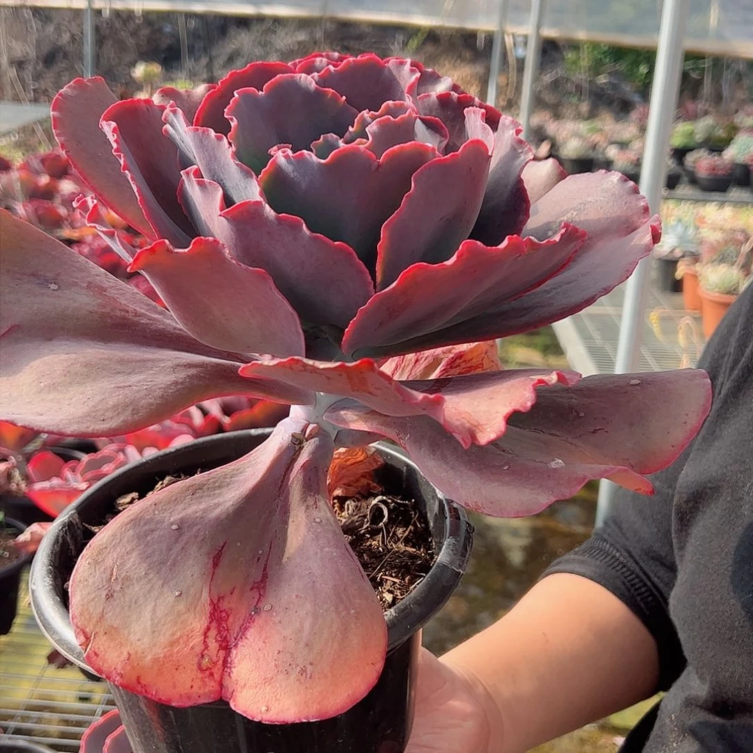 天空之城超级大单头多肉