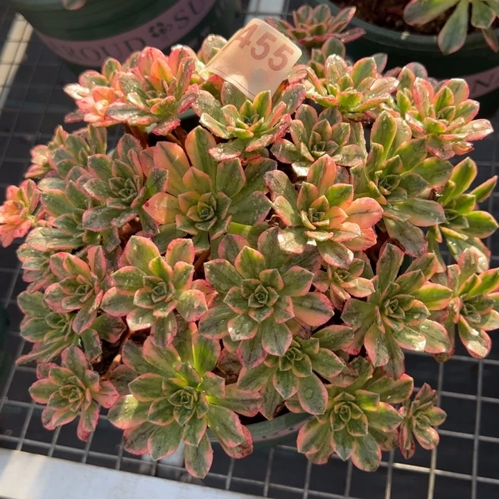 455甜茶20厘米左右