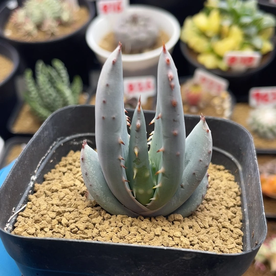 实生短叶白肌柏加芦荟