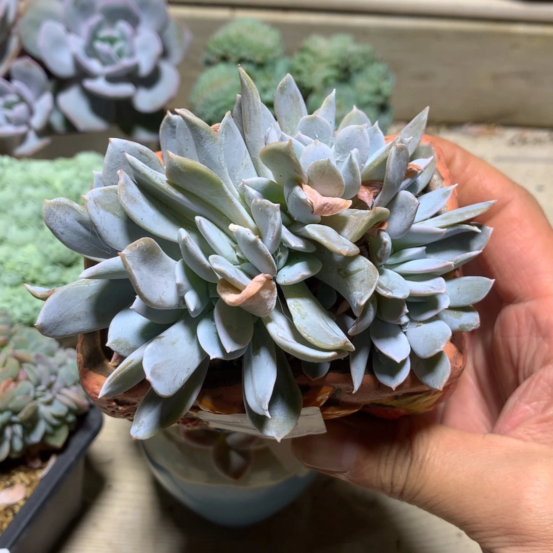 6519雪特缀化一颗10.5厘米