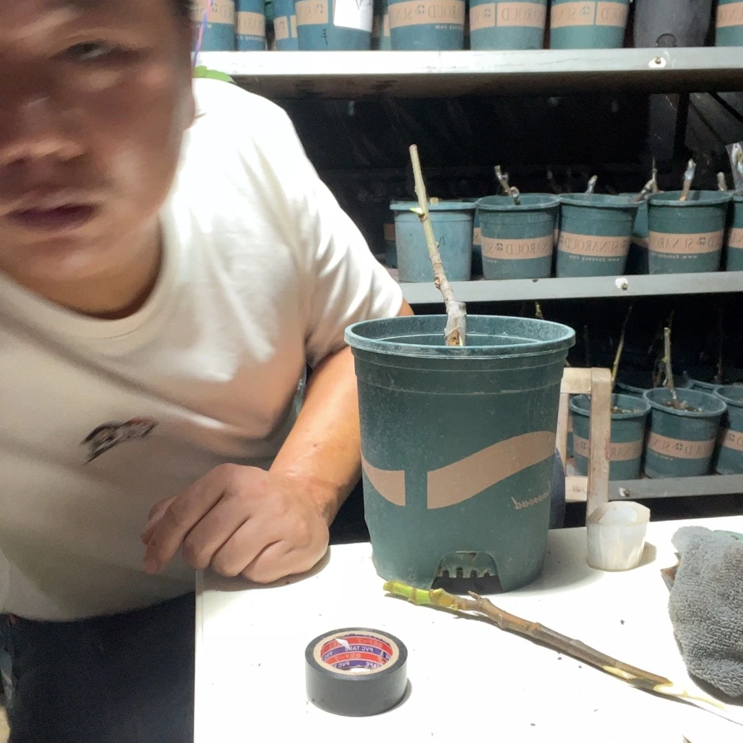 直播间福袋泡泡白头苗