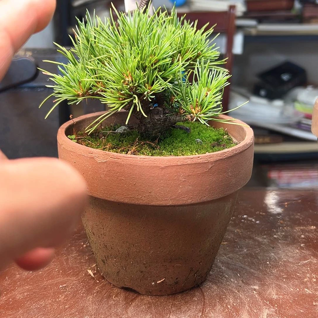 完全开放郭****）松树健健康康