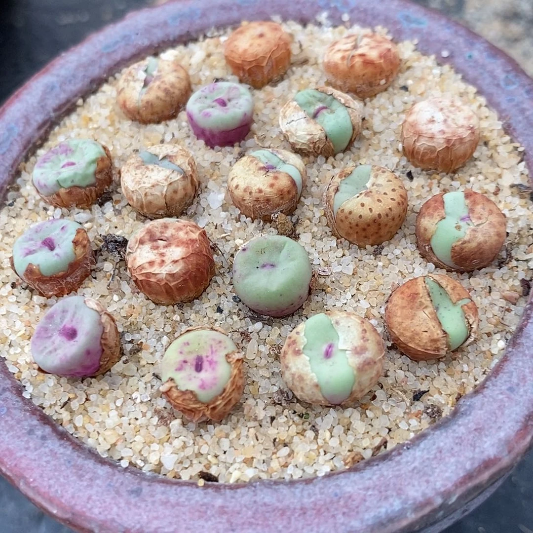 SE小红嘴一颗。