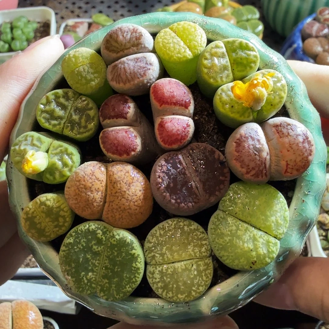 开***乐多肉植物的生长发育和44