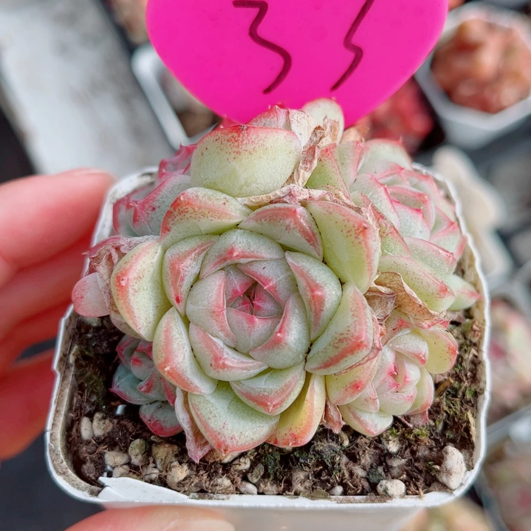 33号小老桩珍妮群