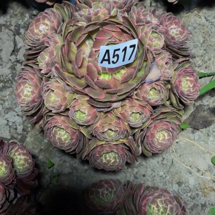 粉花妖26/—-33包邮n