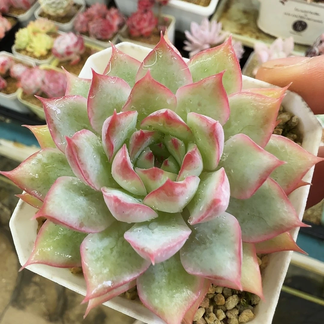 织锦荷，303，仙农出品