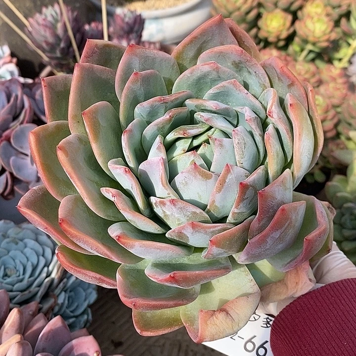 小七夕多肉血凤杂66