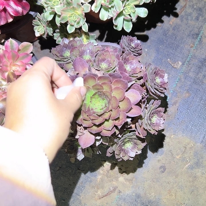 多****不包侧枝一物一拍5