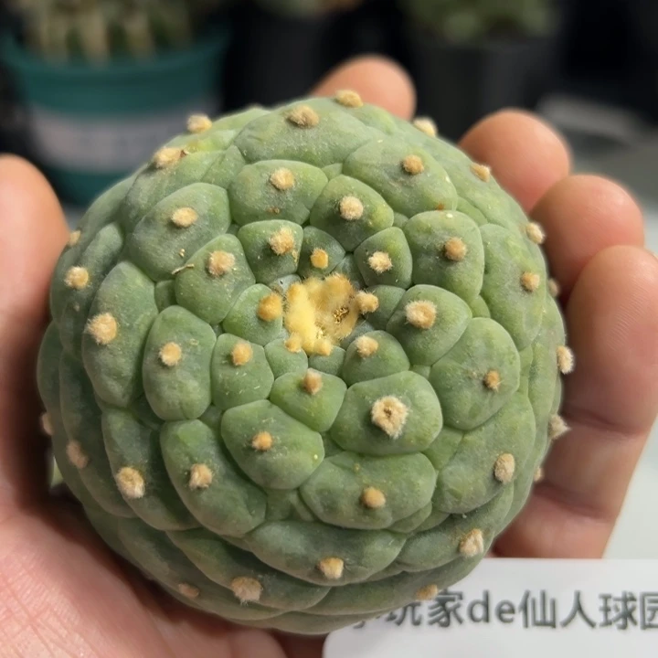 511 10天左右发货