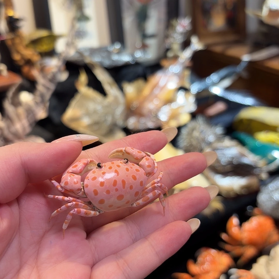 真实红斑斗蟹标本