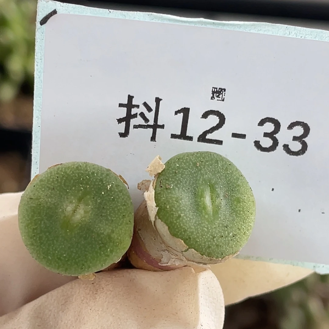 12-33毛钮扣多肉植物