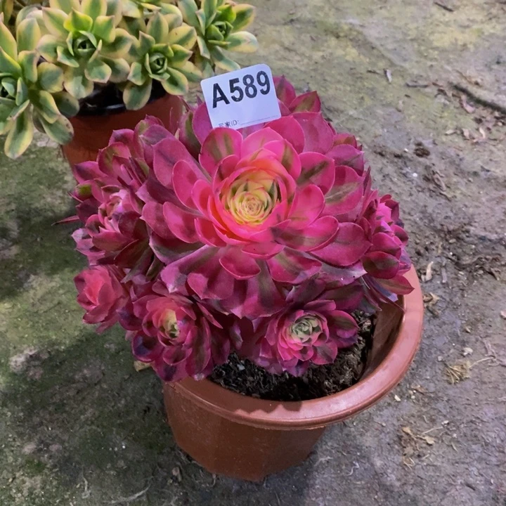 倾城多肉植物589