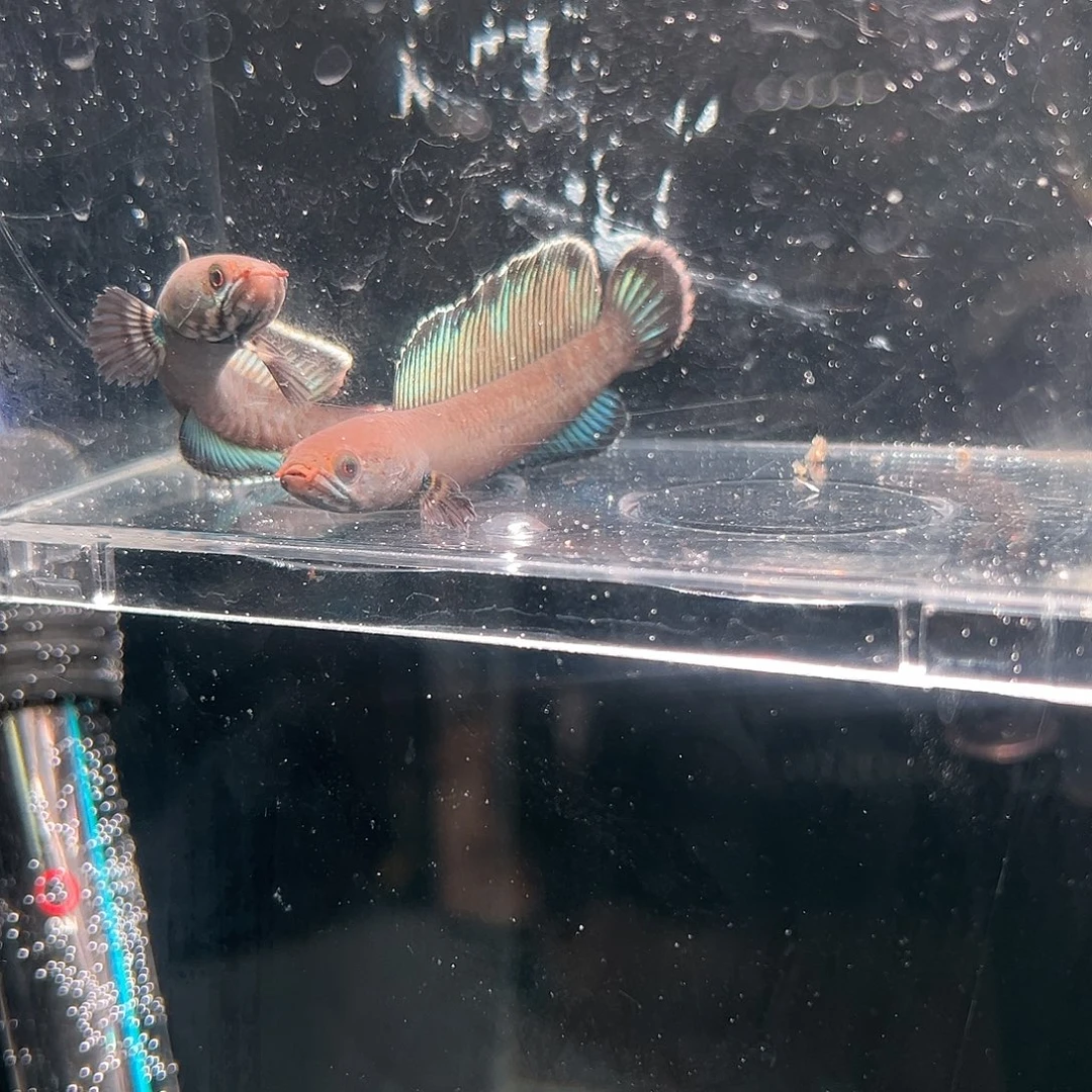 雷龙鱼印尼阿萨姆奶茶