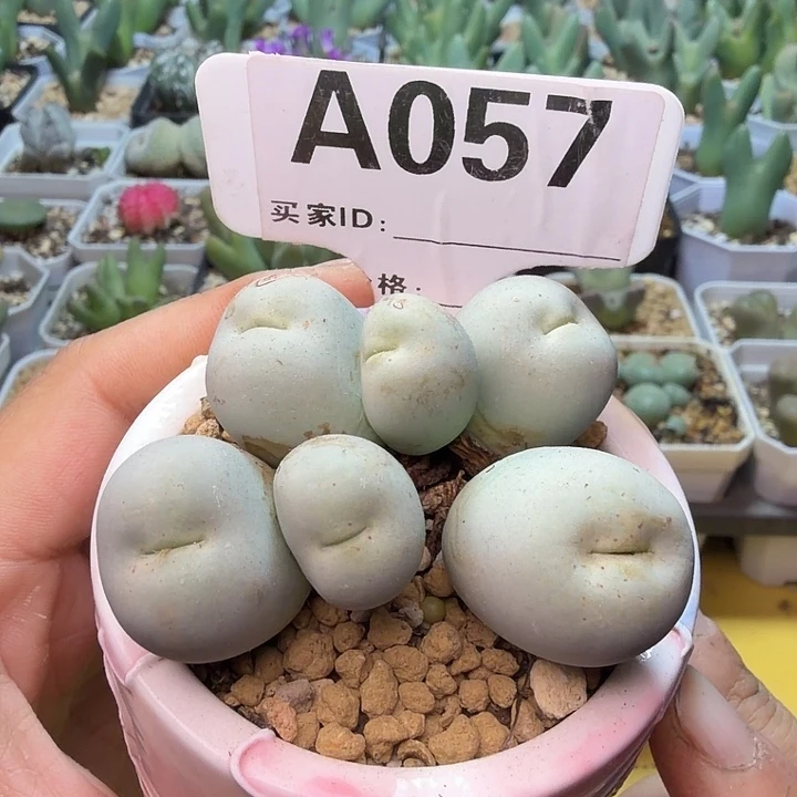 057。产地服盆3年鸽子蛋