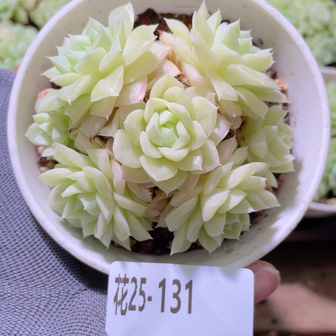 花利美25-131白天鹅