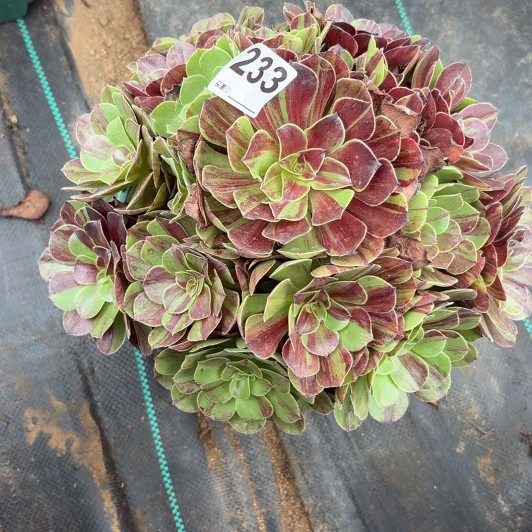 233花月夜多肉植物发货